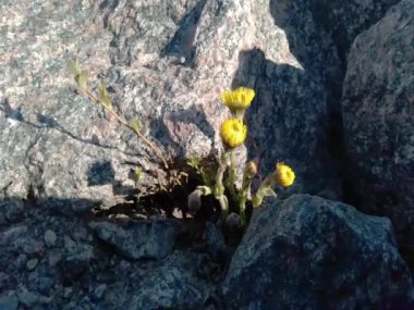 Sarı çayır çiçeği çalısı granit taşların üzerinde büyüyor, rüzgarlı bir hava. Tussilago farfara. İlaç fabrikası, hayatta kalma kavramı.