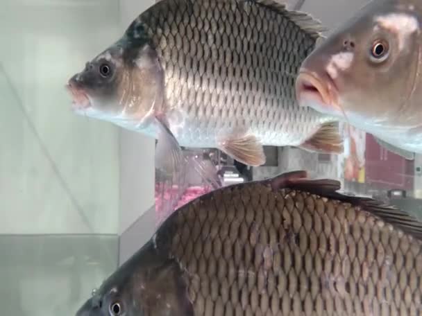 Lebende Fischkarpfen Schwimmen Wasser Eines Großen Aquariums Der Supermarkttheke Nahaufnahme — Stockvideo