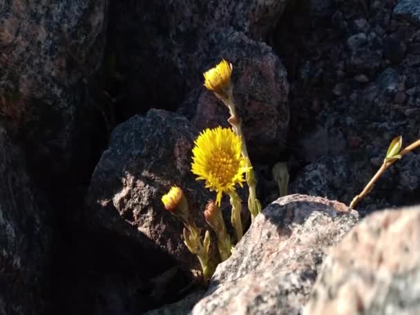 Gele Coltsfoot Bloem Struik Stenen Coltsfoot Tussilago Farfara Gele Lentebloemen — Stockvideo