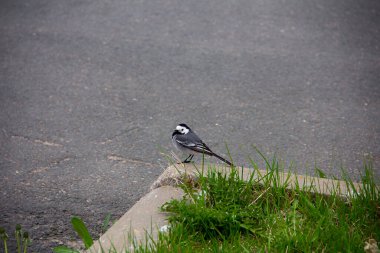Beyaz Wagtail (Motacilla alba), şehirde küçük bir kuş, asfalt zemin