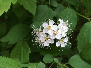 Çiçek açan spirea chamaedryfolia çalılarının beyaz çiçekleri, yakın çekim manzarası. Bahar geldi..