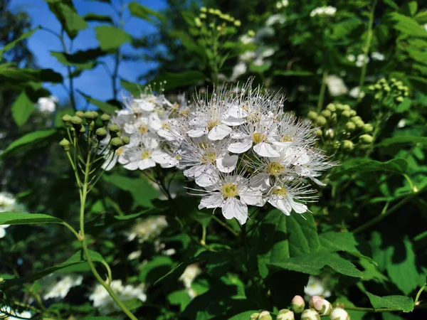 White Flowers Blossoming Spirea Chamaedryfolia Bush Closeup View Spring Time — Stock Photo, Image