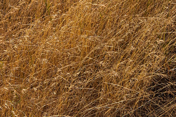 Droge Gras Achtergrond Natuur Ecologie Oogst Concept Gedroogd Gras Veld — Stockfoto