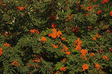 Yazın sonunda olgun böğürtlenli kırmızı böğürtlen ağacı