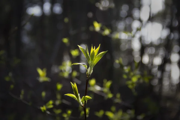 첫 번째 봄 부드러운 나뭇잎, 새싹과 bokeh 배경에 지점 — 스톡 사진