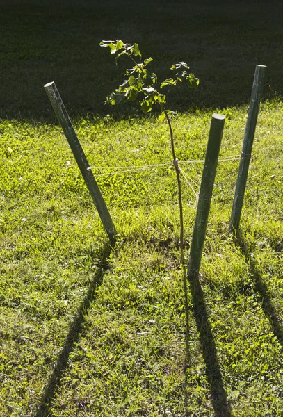 Árbol arbolado atado para apoyar palos —  Fotos de Stock