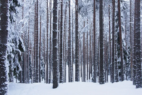 Winter forest with ski track — Stock Photo, Image