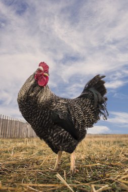 A cock with red comb, orange eyes, motley feathering in the field clipart