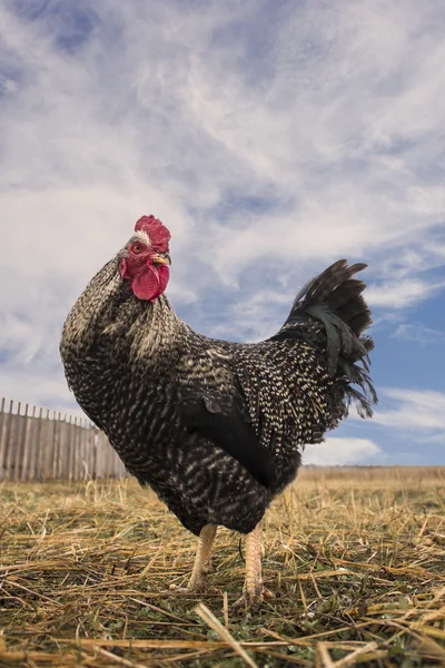 A cock with red comb, orange eyes, motley feathering in the field