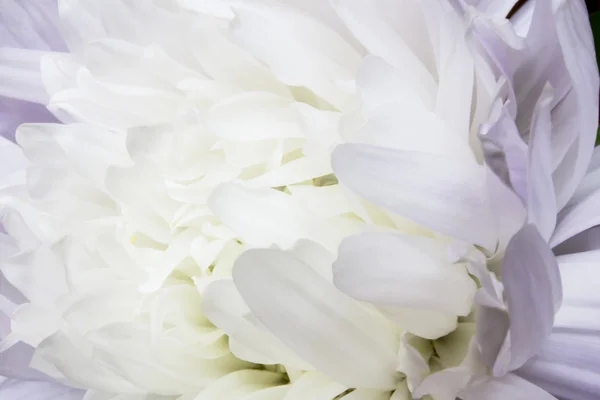 Flor de aster blanco cerca con pétalos blancos y la imagen amarilla del corazón se puede utilizar como fondo — Foto de Stock