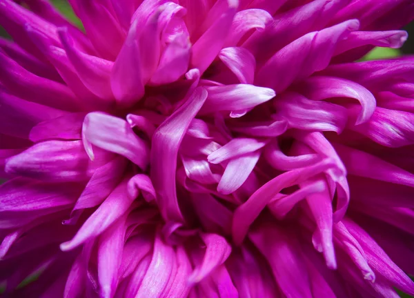 purple aster flower close up with pink petals and yellow heart image can be used as a background