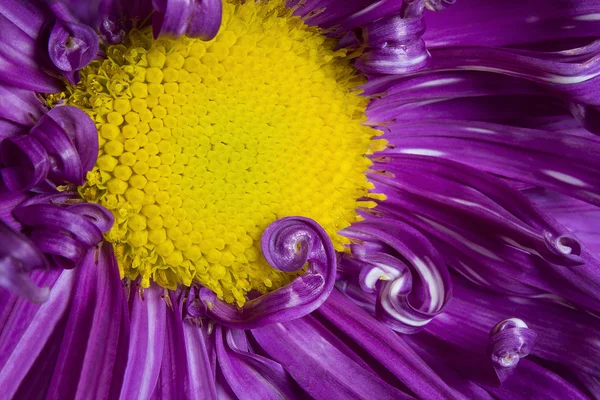 Flor aster roxo perto com pétalas roxas e imagem do coração amarelo pode ser usado como um fundo — Fotografia de Stock