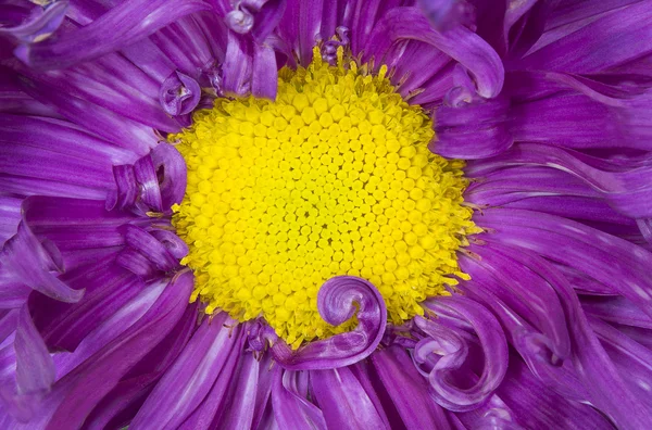 Flor de aster púrpura de cerca con pétalos de color púrpura y la imagen amarilla del corazón se puede utilizar como fondo — Foto de Stock