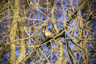 Çıplak dalları, kabarık kürk, vahşi bir kemirgen, ormanda hayvan sincap. Güzel sincap