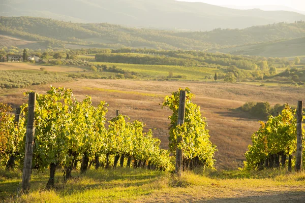 Sunset in Chianti — Stok fotoğraf