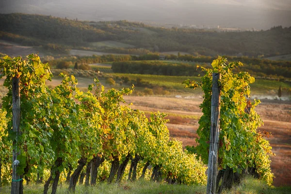 Solnedgång i Chianti — Stockfoto