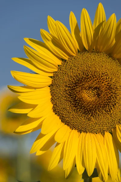 Girasol — Foto de Stock