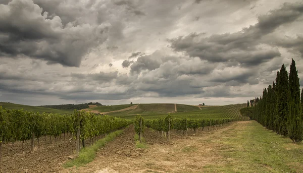 Wijngaarden in Toscane — Stockfoto