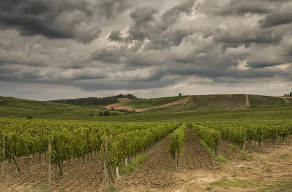 Vingårdar i Toscana — Stockfoto