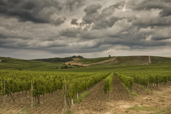 Vinhas na Toscana — Fotografia de Stock