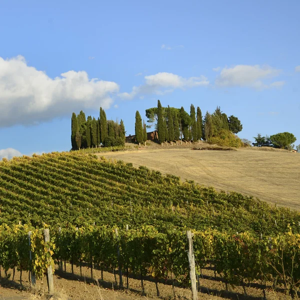 Ett tipycal landskap fro Tuscany — Stockfoto