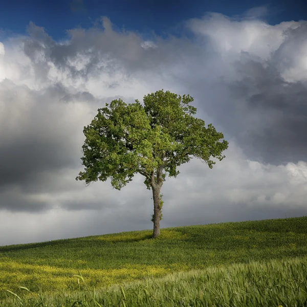 Albero — Foto Stock