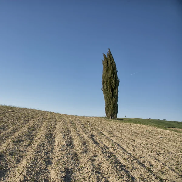 Crete senesi Rechtenvrije Stockfoto's