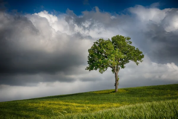 Albero solitario — Foto Stock