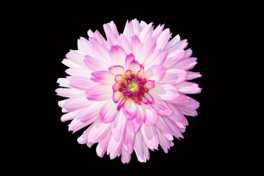 pembe yıldız çiçeği izole