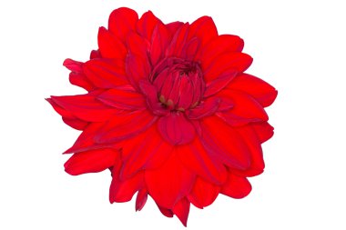 izole kırmızı yıldız çiçeği