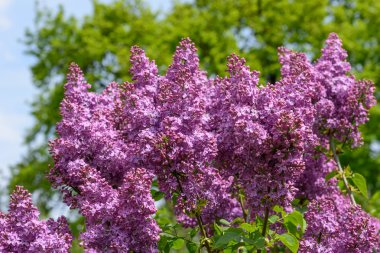 Leylak çiçeği bahar