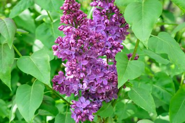 Leylak çiçeği bahar