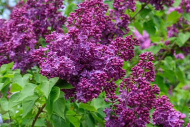 Leylak çiçeği bahar