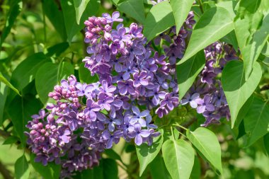 Leylak çiçeği bahar