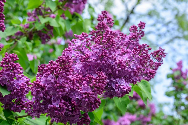 Lilac blossoms in spring — Stock Photo, Image