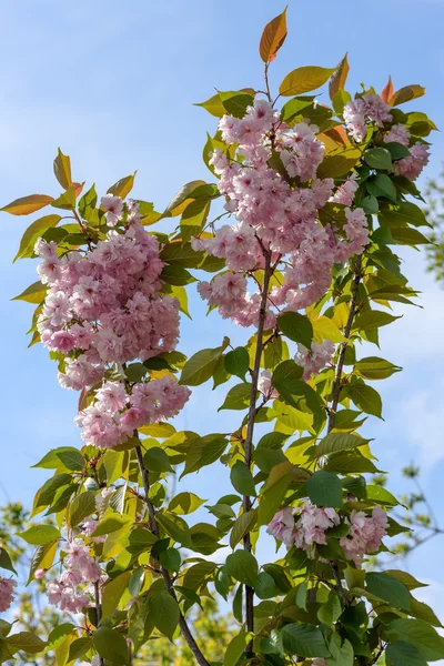 Sakura άνθη την άνοιξη — Φωτογραφία Αρχείου