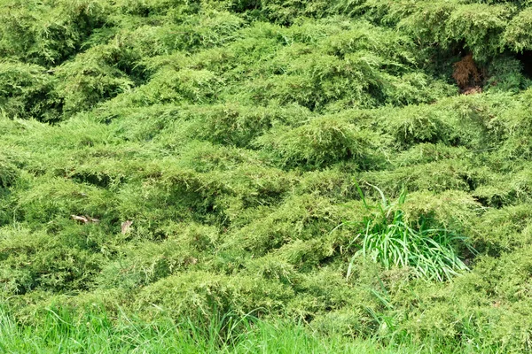 Květinové přírodní pozadí — Stock fotografie