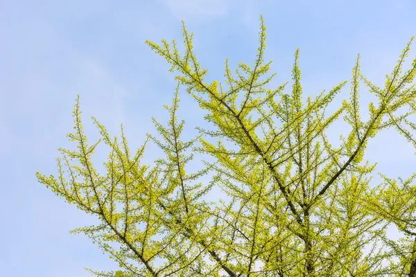 Весняна ялинка на тлі блакитного неба — стокове фото