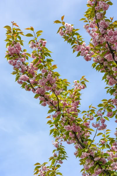 Sakura květy na jaře — Stock fotografie