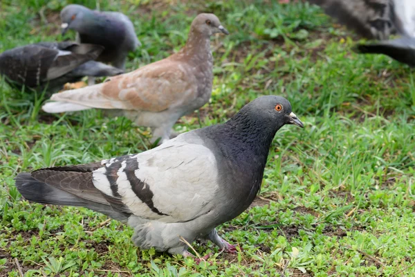 Pigeons urbains en gros plan — Photo