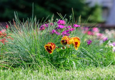 Sarı-kırmızı Menekşe yeşil çim