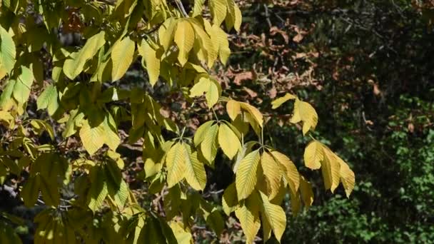 Gesztenye, sárga levelek ága — Stock videók