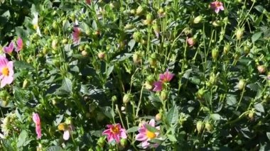 Dahlia Bahçe çiçek