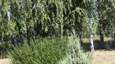 Otomatik Bahçe Sulama