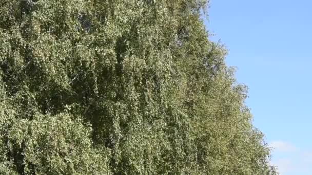 Ramos de árvores com folhas verdes — Vídeo de Stock