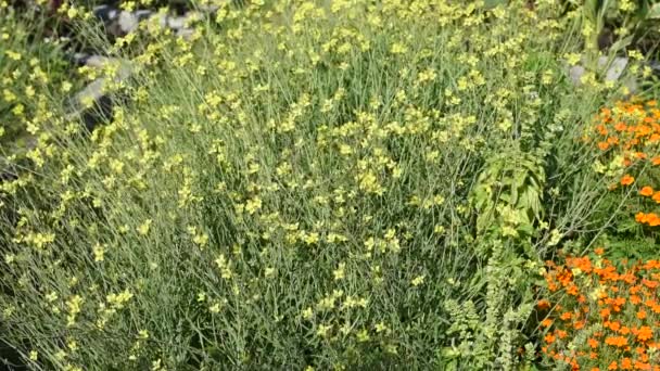 Pequeñas flores amarillas — Vídeos de Stock