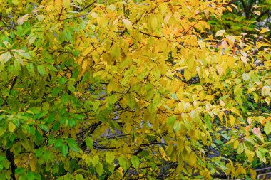 Kentsel sonbahar manzarası. Konut binalarının önündeki parkta sararan ve düşen yapraklar.