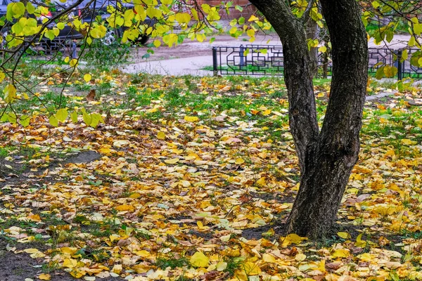 Hojas Amarillas Caídas Yacen Acera Parque Con Día Nublado Otoño — Foto de Stock