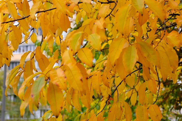 Městská Podzimní Krajina Žloutlými Padajícími Listy Parku Před Obytnými Budovami — Stock fotografie