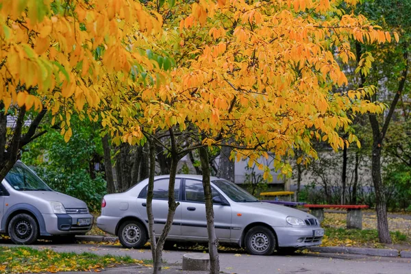 Urban Autumn Landscape Yellowing Falling Leaves Park Front Residential Buildings — Stock Photo, Image